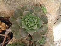 Aeonium Valverdense (fam Crassulacees) (Iles Canaries) (02) (Photo F. Mrugala)